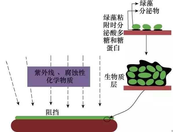 綠藻對(duì)電網(wǎng)復(fù)合絕緣子有何影響？華南理工大學(xué)發(fā)布研究成果